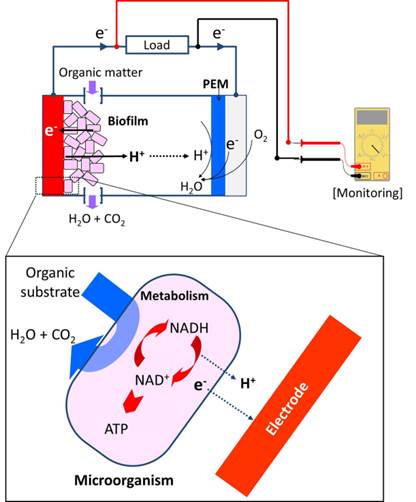 Water quality monitoring concept image for microbial fuel cell biosensing